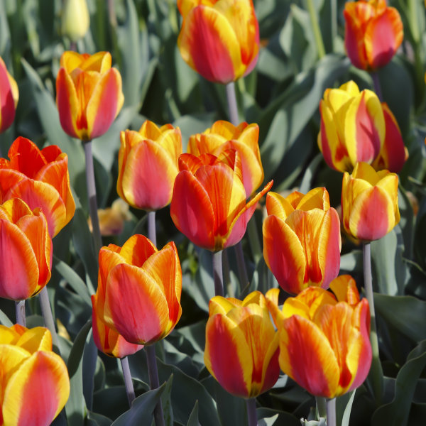 Tulip Bulbs - Flair